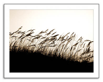 Silent Sand Dune